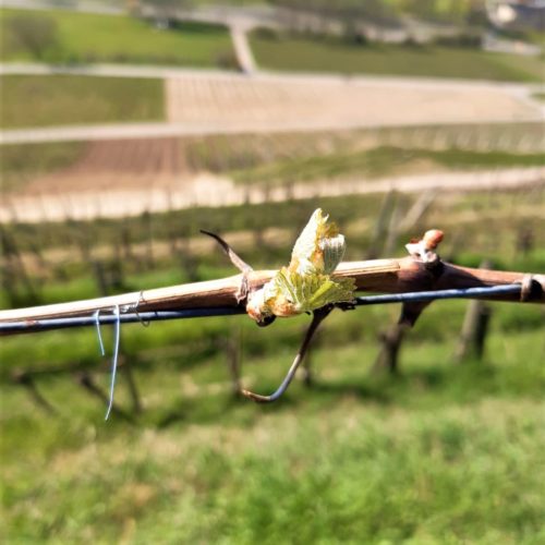 Austrieb Chardonnay 2020 - Badenweiler Römerberg - © Weingut Josef Walz - Heitersheim - Markgräflerland