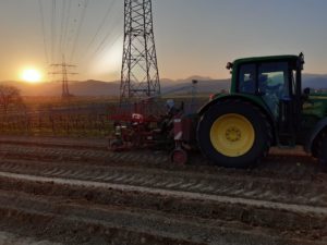 Foto Reben pflanzen im Weingut Josef Walz Heitersheim - Markgräflerland