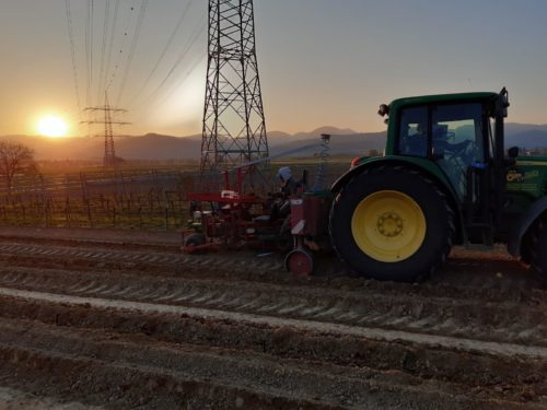 Foto Reben pflanzen im Weingut Josef Walz Heitersheim - Markgräflerland