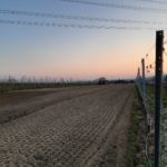 Foto Reben pflanzen im Weingut Josef Walz Heitersheim - Markgräflerland