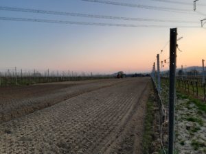 Foto Reben pflanzen im Weingut Josef Walz Heitersheim - Markgräflerland