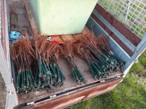 Foto Reben pflanzen im Weingut Josef Walz Heitersheim - Markgräflerland